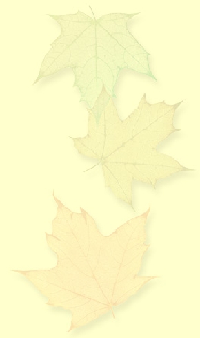 leaves feint.jpg
